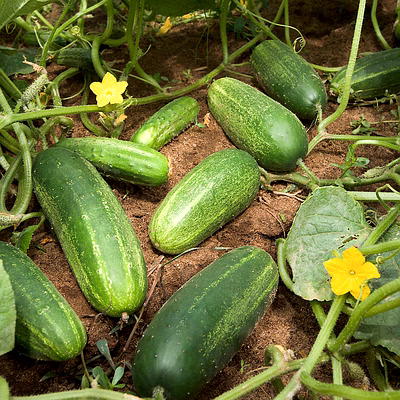 cucumber (kheera)