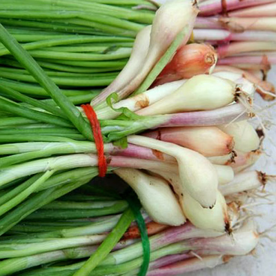g-onion (spring onion)