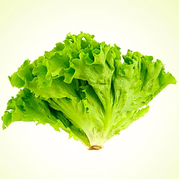 lettuce