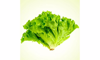 Lettuce