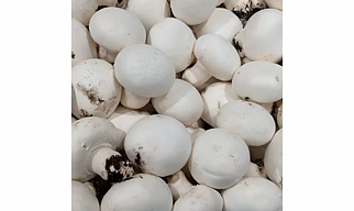 Button Mushroom