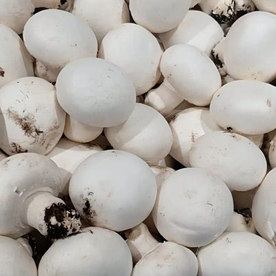 button mushroom