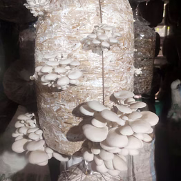oyster mushroom