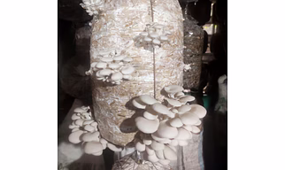 Oyster Mushroom