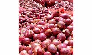 Onion