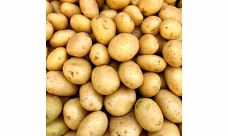Potato