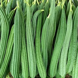 ridge gourd (turai)