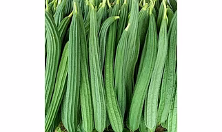 Ridge Gourd (Turai)