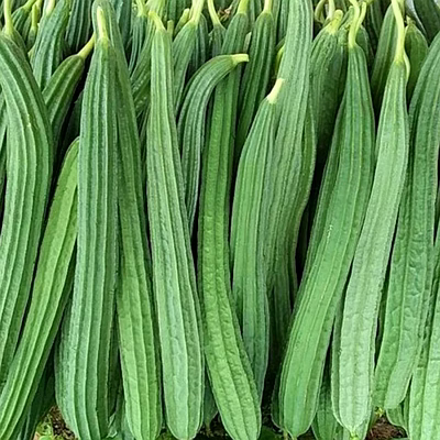 ridge gourd (turai)