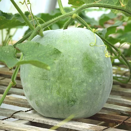 ash gourd