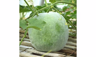Ash Gourd