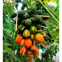 papaya