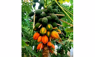 Papaya