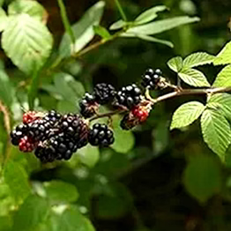 mulberry