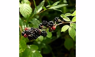 Mulberry