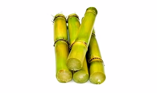 Sugarcane