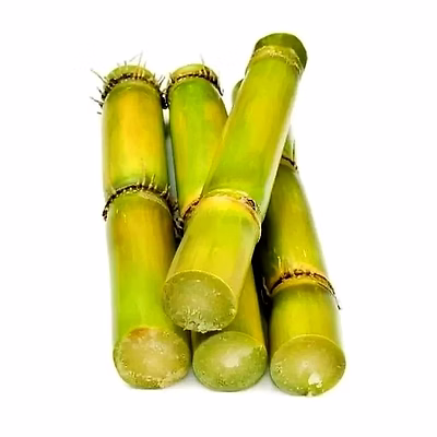 sugarcane