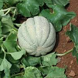 musk melon