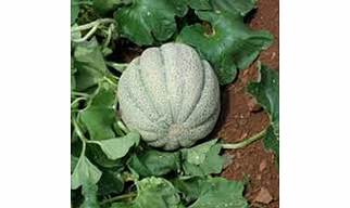 Musk Melon