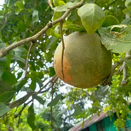 bel (wood apple)