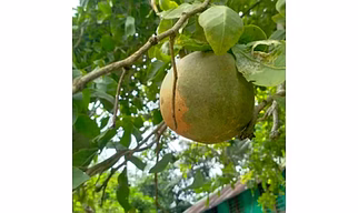 Bel (Wood Apple)