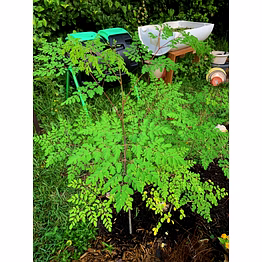 moringa leaves