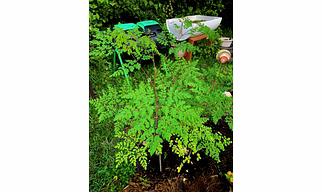 Moringa Leaves