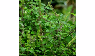 Tulsi