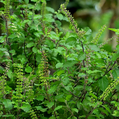tulsi