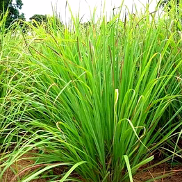 lemongrass