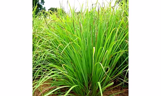 Lemongrass