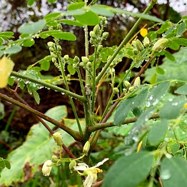 moringa plant