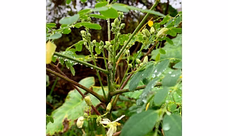 Moringa Plant
