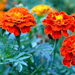 marigold plant