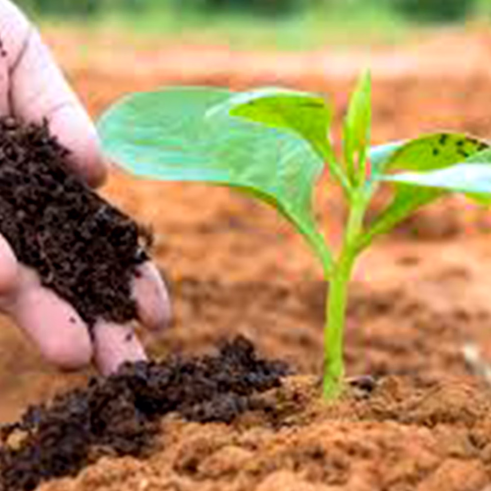 Vermicompost image 2