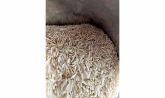 Rice 1718