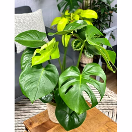 monstera plant - tropical indoor beauty