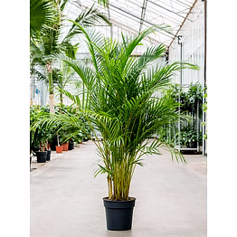 exquisite areca plant - enhance your indoor space