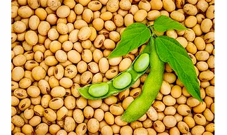Soyabean-Seed_12011000