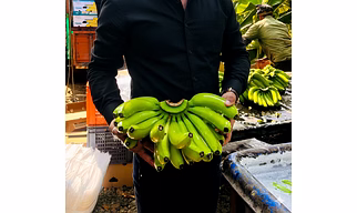 G9 Cavendish Banana