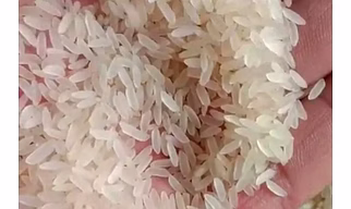 Soa Masoori Rice