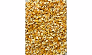 Maize (Corn)