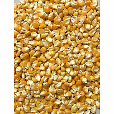 maize (corn)