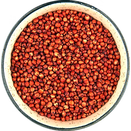 sorghum (jowar)