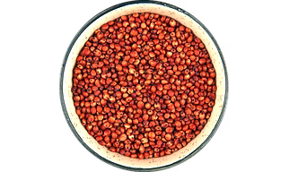 Sorghum (Jowar)