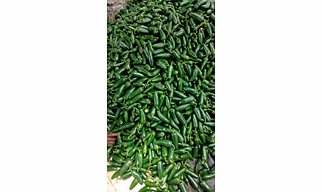 Fresh Jalapeno