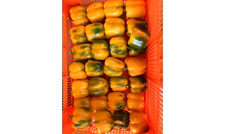 Red and yellow capsicum(Bell peppers)