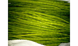 Drumstick