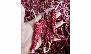 2043 Byadgi Syngenta