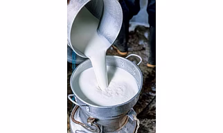 100% Pure Buffalo Milk